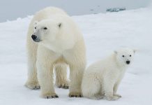 تحقیق در مورد خرس های قطبی