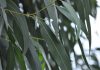خواص دمنوش و برگ اکالیپتوس