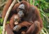 عکس اورانگوتان و بچه اش