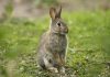 تحقیق درباره زندگی خرگوش ها