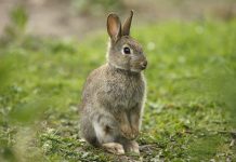 تحقیق درباره زندگی خرگوش ها