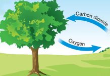 نحوه تبدیل دی اکسید کربن به اکسیژن