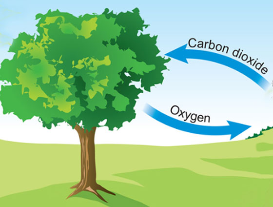 نحوه تبدیل دی اکسید کربن به اکسیژن