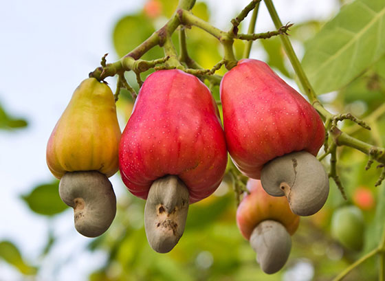 عکس درخت و میوه بادام هندی