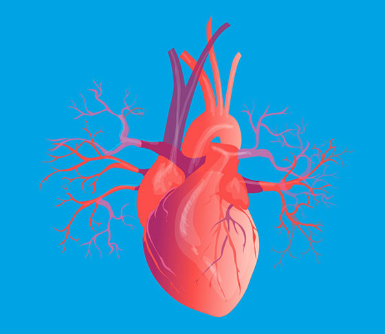  تحقیق کوتاه در مورد قلب انسان