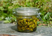طرز تهیه روغن قاصدک