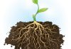 وظیفه ریشه در گیاه چیست؟
