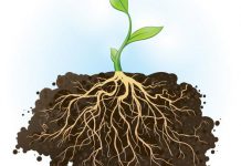 وظیفه ریشه در گیاه چیست؟
