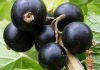 عکس میوه انگور فرنگی سیاه