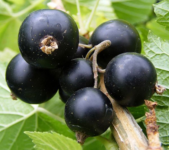 عکس میوه انگور فرنگی سیاه