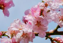 تصویر شکوفه گیلاس ژاپنی