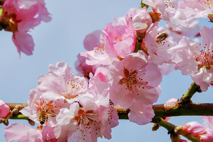 تصویر شکوفه گیلاس ژاپنی