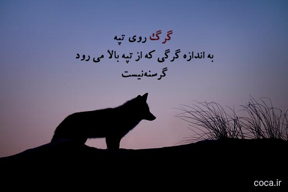 متن کوتاه درباره گرگ