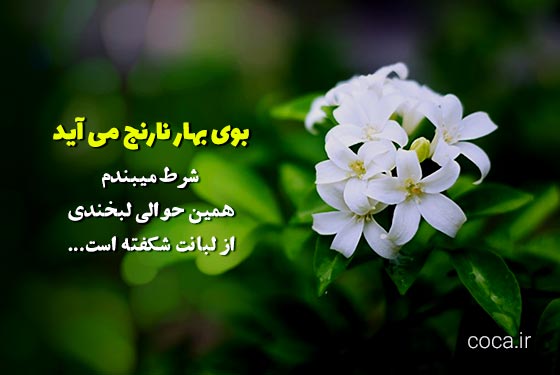 متن و جملات زیبا در مورد بهار نارنج