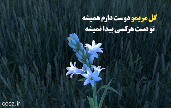 اشعار زیبا درباره گل مریم