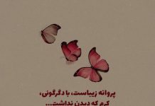 جملات زیبا در مورد پروانه