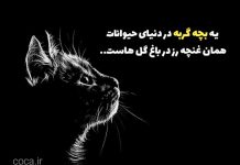 جملاتی زیبا در مورد گربه ها