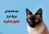 متن زیبا و کوتاه در مورد گربه ها