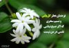 متن زیبا و کوتاه در وصف گل یاس