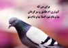 متن و شعر زیبا در مورد کبوتر