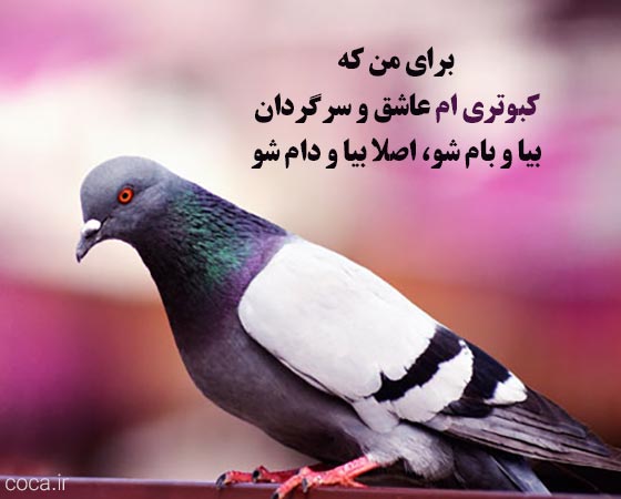 متن و شعر زیبا در مورد کبوتر