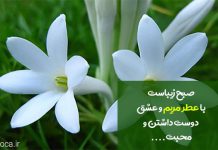 متن و جملات کوتاه در مورد گل مریم