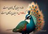 متن و اشعار زیبا در مورد طاووس