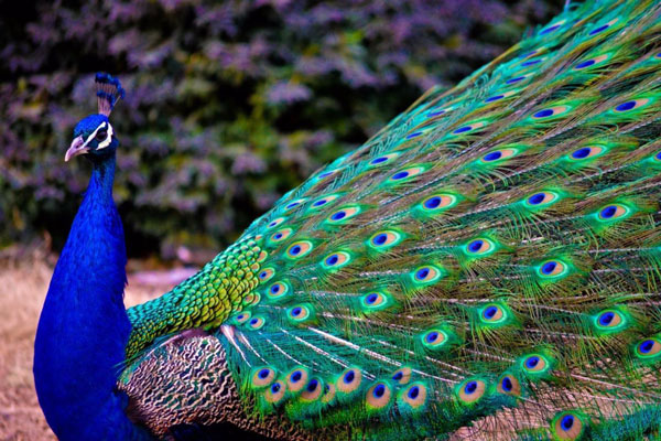 طاووس نماد و نشانه چیست؟