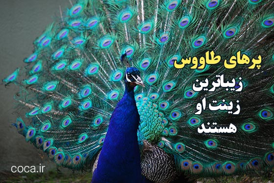 جملات ادبی کوتاه در مورد طاووس و زیبایی هایش