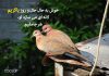اشعار زیبا در مورد پرنده یاکریم