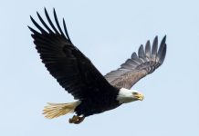 عقاب نماد و نشانه چیست؟