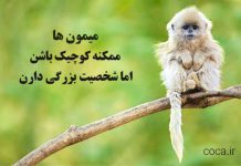 متن و جملات زیبا در مورد میمون