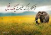 متن های زیبا در مورد فیل