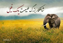 متن های زیبا در مورد فیل