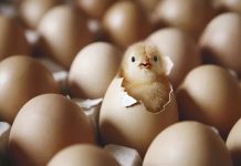 اول مرغ بوده یا تخم مرغ؟