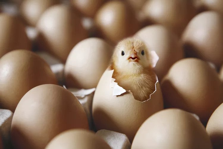 اول مرغ بوده یا تخم مرغ؟