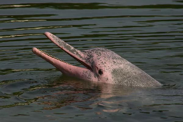 دلفین رودخانه آمازون