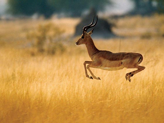 متن و دانستنی های جالب در مورد آهو