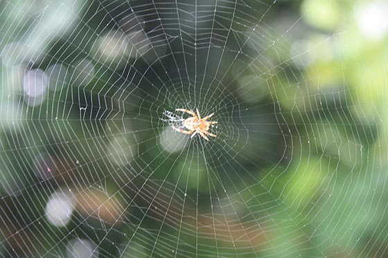 دانستنی و فکت جالب علمی درباره عنکبوت