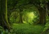 متن و دانستنی های علمی درباره جنگل