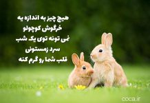 متن و جملات زیبا در مورد خرگوش