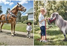 بلندترین اسب زنده جهان - بیگ جیک از ویسکانسین، ایالات متحده - تقریبا چهار برابر بمبل است