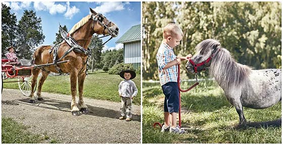 بلندترین اسب زنده جهان - بیگ جیک از ویسکانسین، ایالات متحده - تقریبا چهار برابر بمبل است