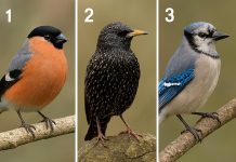 تست شخصیت شناسی با انتخاب یک پرنده