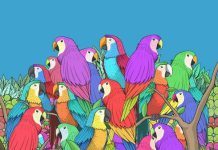 بازی فکری پروانه پنهان بین طوطی ها