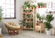 بهترین گیاهان از نظر فنگ شویی برای استفاده در خانه