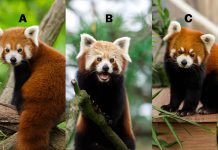 تست شخصیت شناسی با انتخاب یک پاندای قرمز