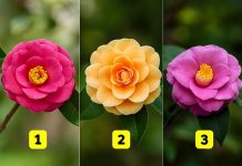 تست شخصیت شناسی با انتخاب یک گل کاملیا