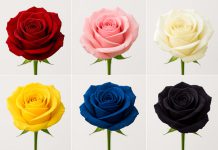 روانشناسی شخصیت : یک رنگ گل رز انتخاب کنید تا بگوییم در دوست داشتن چه شخصیتی دارید!