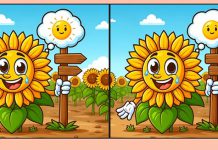 بازی فکری : 3 تفاوت تصویر آفتابگردان خندان کجاست؟